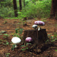 Quarter Fabric Pack - Cotton, Dailylike "Fairy Land" - KEY Handmade
 - 6